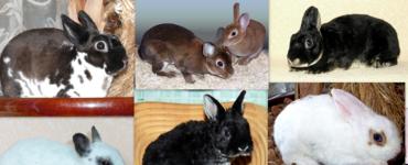 Разведение кроликов, как бизнес: выгодно или нет Бизнес план по разведению кроликов с расчетами