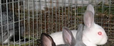 Кролиководство – выгодный бизнес Бизнес план разведение кроликов